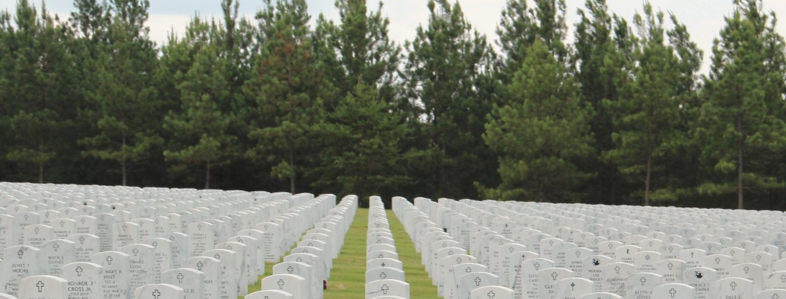 Long straight rows of white upright markers on mown grass in front of a pine line