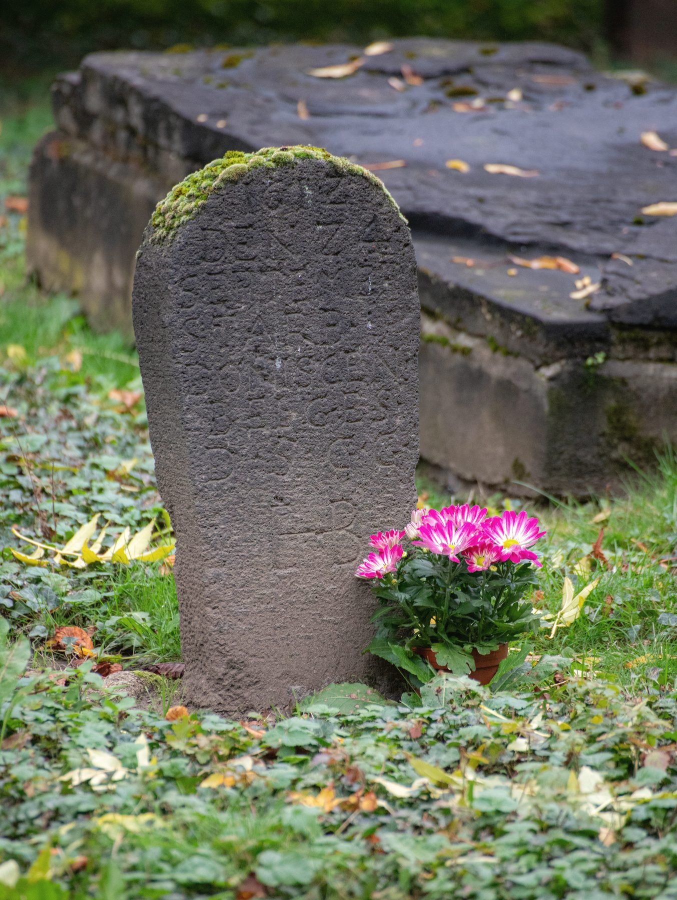 A small worn headstone with moss on its top, a pot of pink flowers at its foot